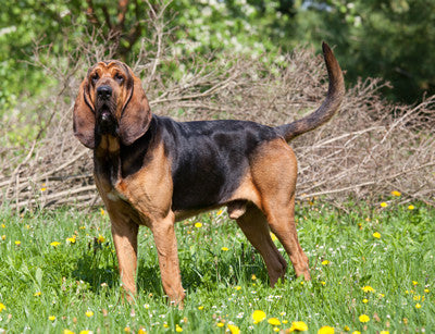 Saddlepeak Bloodhounds - Lyn Sherman, Owner