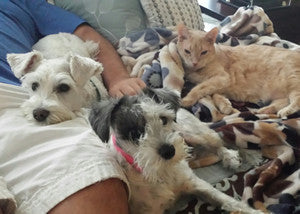 Molly (Schnauzer) - Susan Budvitis, Owner