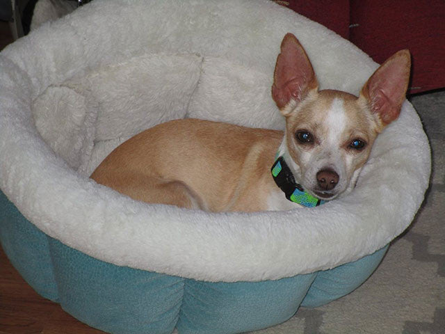 Waldo (Chihuahua) - Jodi Favata Esthetician