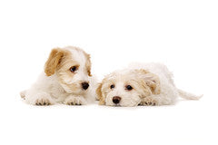Scout (Shi-Tzu / Bichon) & Gunner (Bichon / Daschund)