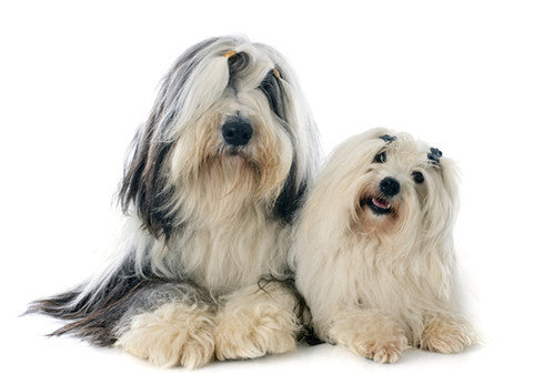 Phoenix (Tibetan Terrier) & Callette (Coton de Tulear) - Cindy and David Stanley, Owners
