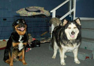 Max (Rott/Shep) & Deja (Malamute/Husky) - Dave Gerwing, Owner