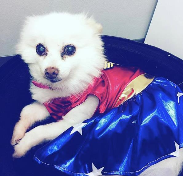 Thanks, Doc, for helping Prissy live longer- Katherine M.