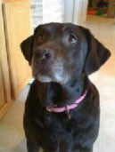 Abbey (Chocolate Lab) - Robert Workman, Owner