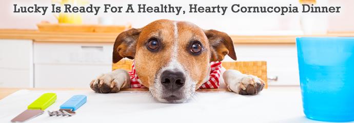 Commercial pet food has dirty secrets that are making your pets sick