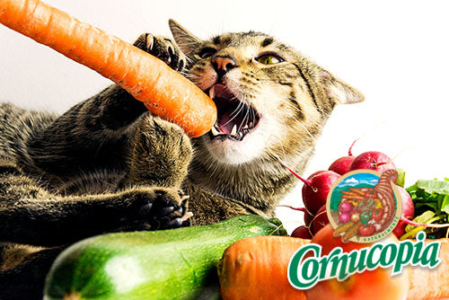 Can Cats Eat Carrots?