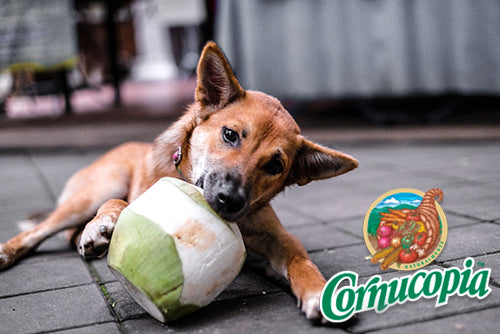 Is Coconut Good for Dogs? 8 Benefits You Need to Know About
