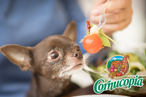 Can Dogs Eat Tomatoes?