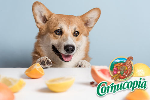 Can Dogs Eat Oranges?