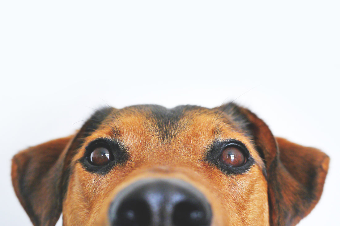 Take ten minutes out of your day to add more than ten years to your pets life