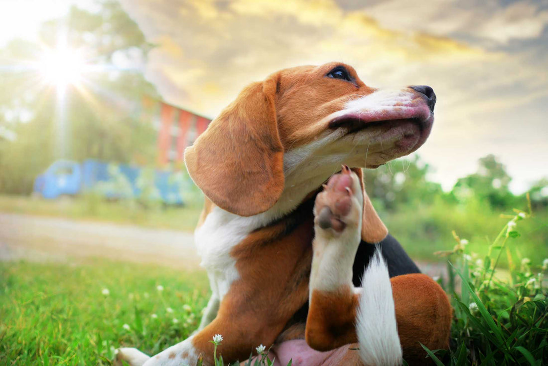 What is the Best Food for Dogs with Allergies?