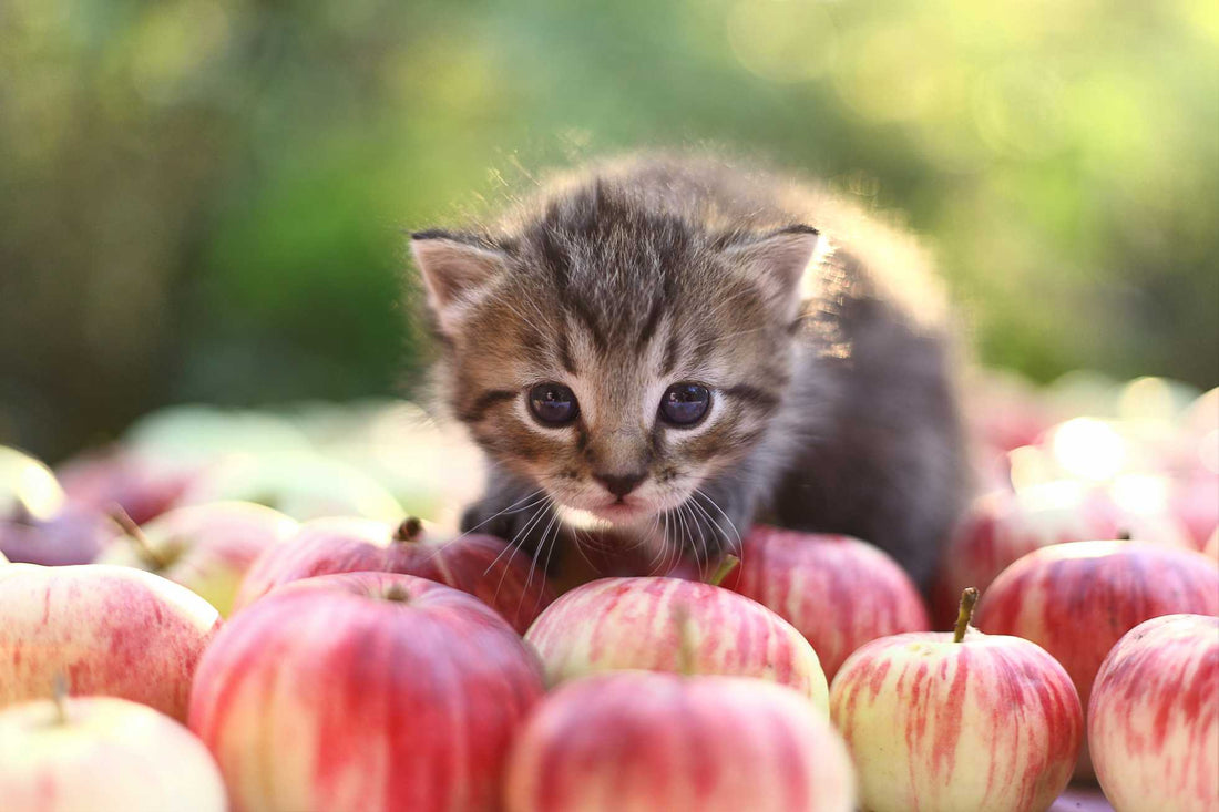 Can Cats Eat Apples?