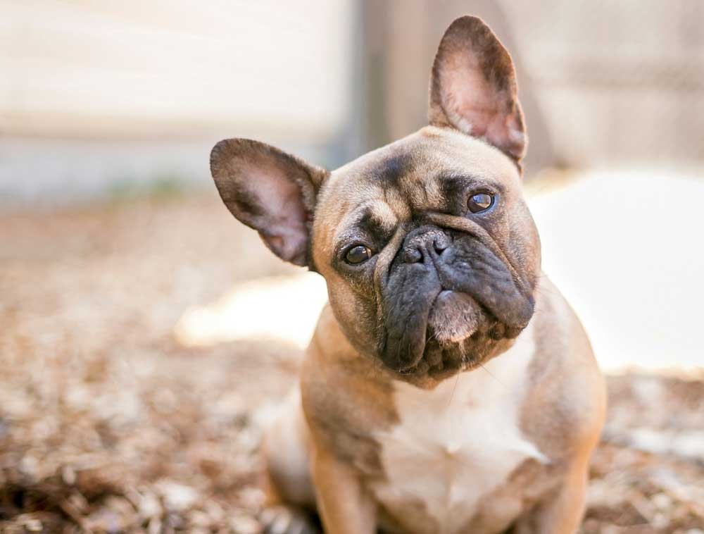 Ultimate French Bulldog Care Guide