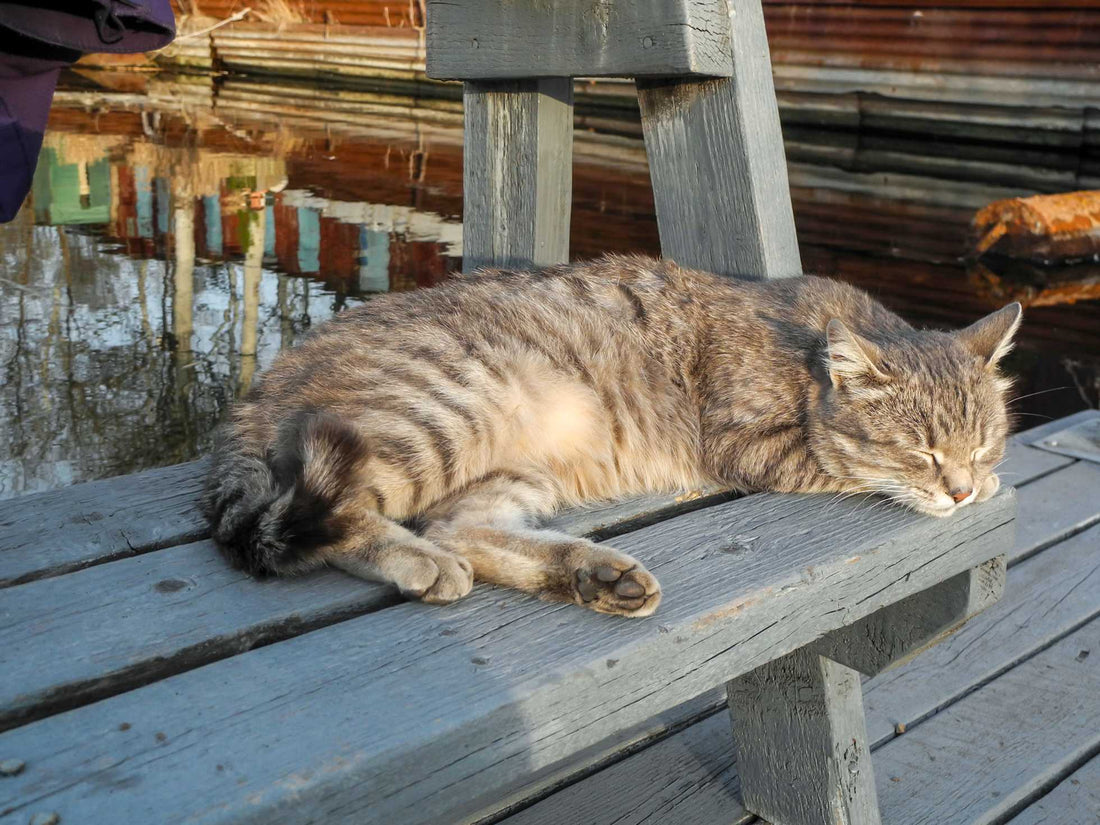 Six Tips to Help Your Cat Live Longer