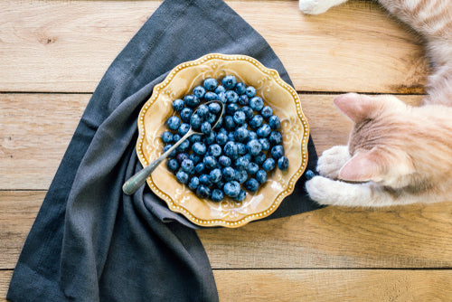 Can Cats Eat Blueberries?