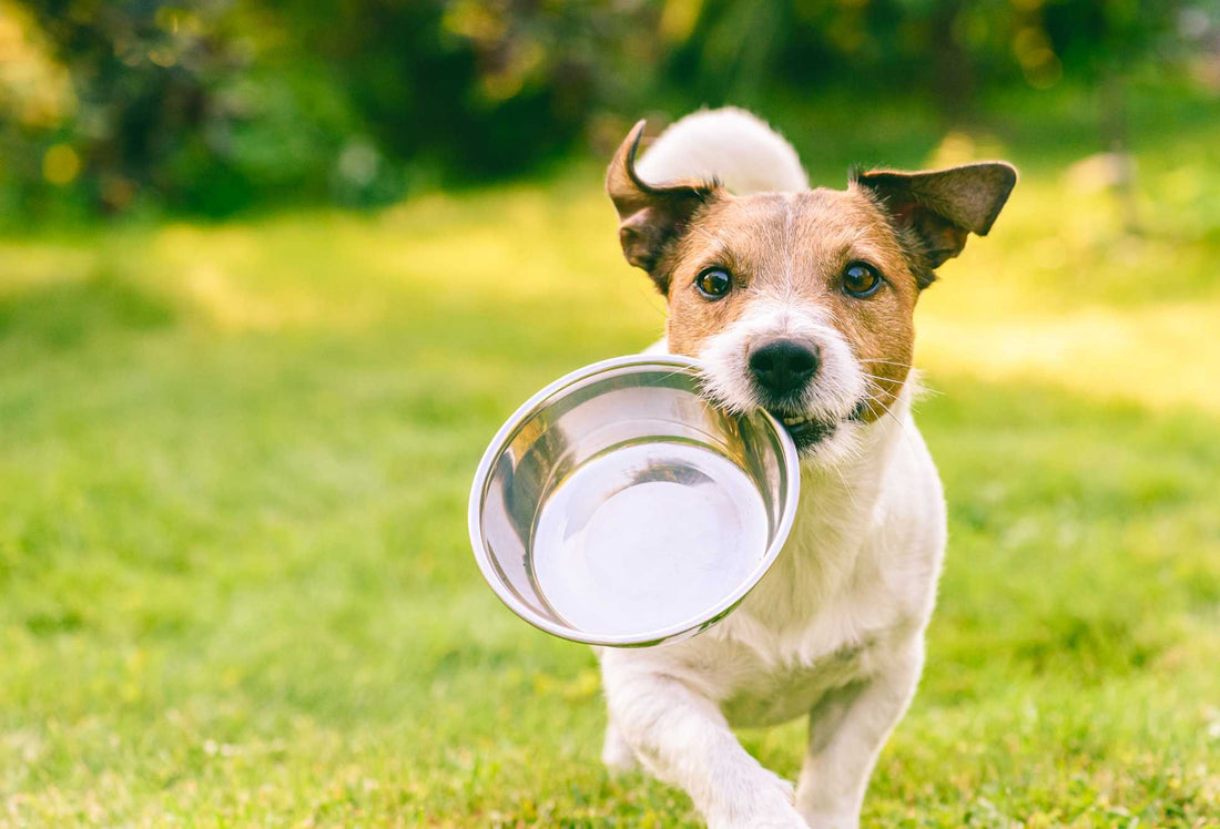 Human Food For Dogs: A Guide to What Dogs Can Eat