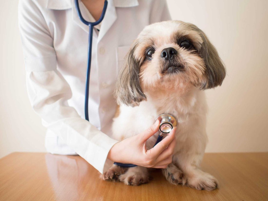 Heart Disease in Dogs: Everything You Need to Know