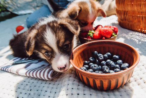 Can Dogs Eat Blueberries?