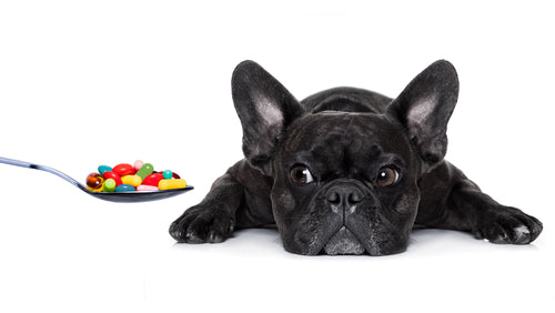 What Supplements Should I Add to My Dog's Food?