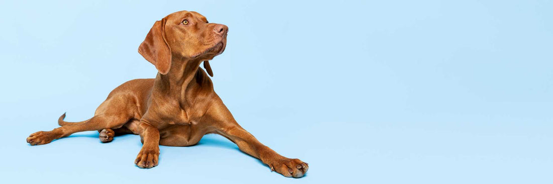 Tips To Help Your Dog Live Longer