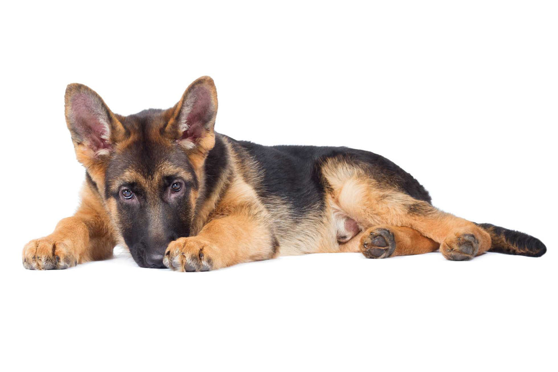 The Ultimate German Shepherd Care Guide