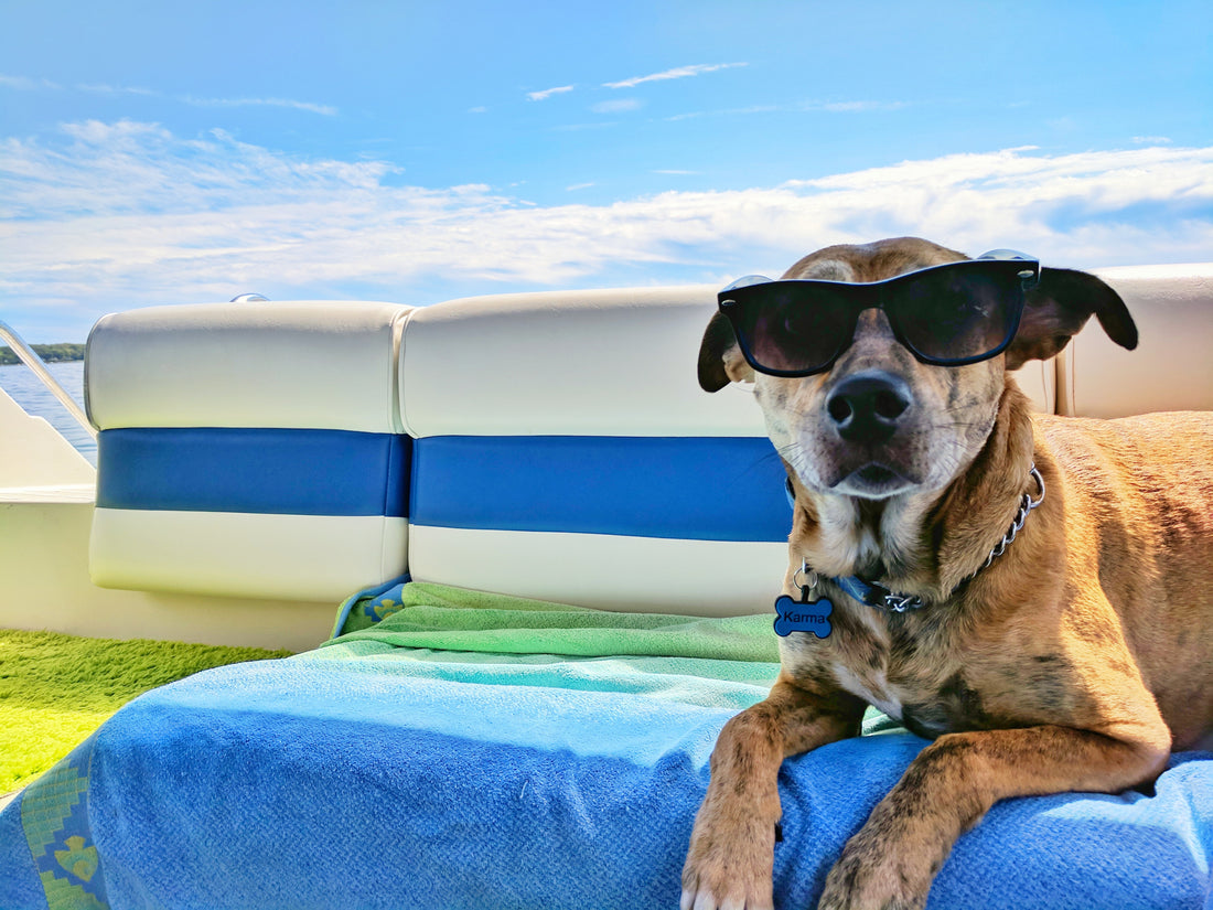 Your pets deserve the same treatment we get treated to