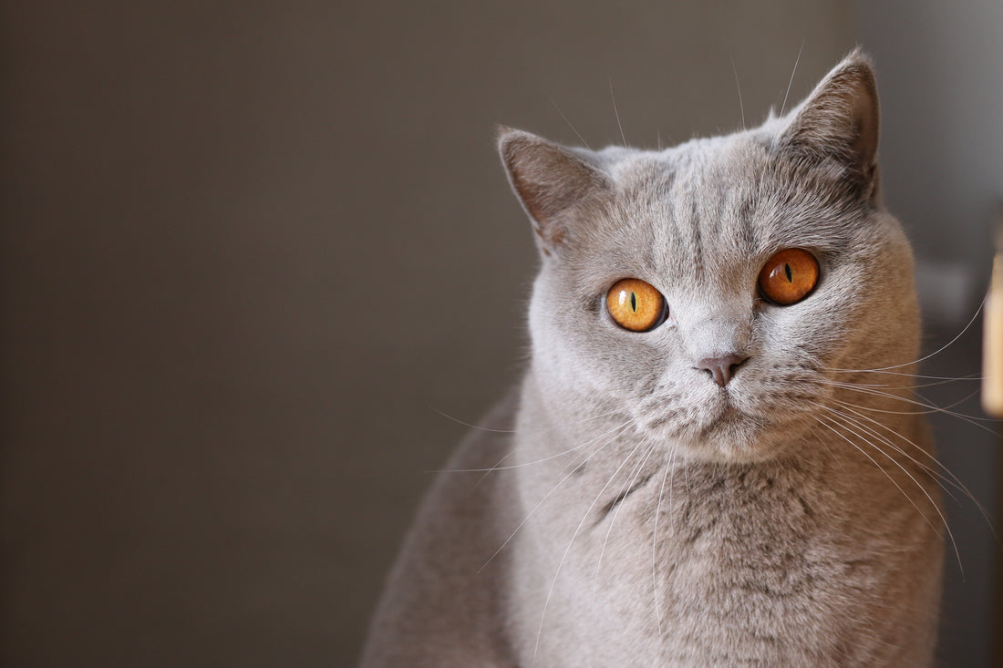 Are cats and dogs in pet food, how can this be true? Welcome to Soylent Green! Read about this atrocity.