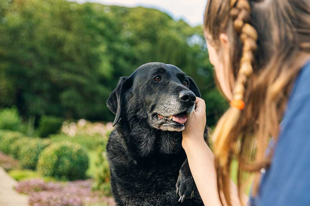 Kidney Disease in Dogs: Everything You Need to Know